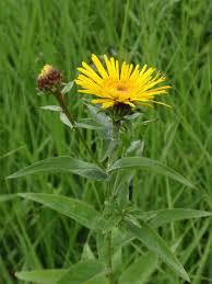 Attēlu rezultāti vaicājumam “Inula salicina flower”