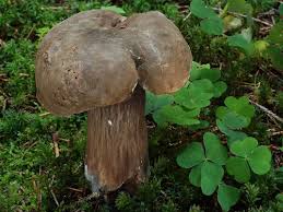 Attēlu rezultāti vaicājumam “Porphyrellus porphyrosporus”