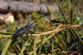 Attēlu rezultāti vaicājumam “Monochamus urussovi”