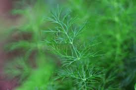 Attēlu rezultāti vaicājumam “Anethum graveolens leaf”