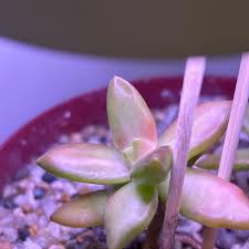Attēlu rezultāti vaicājumam “Sedum pallidum flower”