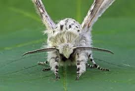 Attēlu rezultāti vaicājumam “Cerura vinula”