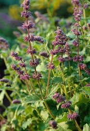 Attēlu rezultāti vaicājumam “Salvia verticillata flower”