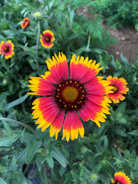 Image result for Gaillardia amblyodon