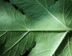 Attēlu rezultāti vaicājumam “Heracleum sphondylium subsp. sibiricum leaf”
