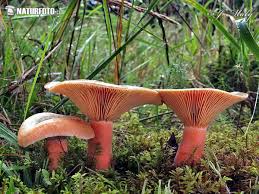 Attēlu rezultāti vaicājumam “Lactarius deterrimus”