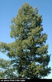 Attēlu rezultāti vaicājumam “Pseudotsuga menziesii var. glauca”