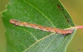 Attēlu rezultāti vaicājumam “Cyclophora albipunctata”