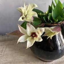 「花薔薇エルフ」の画像検索結果