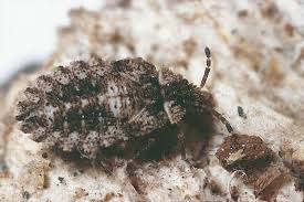 Attēlu rezultāti vaicājumam “Aradus betulae”