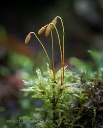 Attēlu rezultāti vaicājumam “Paraleucobryum longifolium sporophyte”
