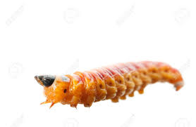 Attēlu rezultāti vaicājumam “Cossus cossus larva”