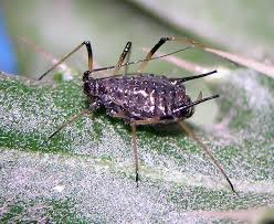 Attēlu rezultāti vaicājumam “Uroleucon cirsii”