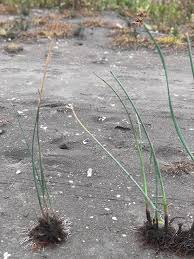 Attēlu rezultāti vaicājumam “Schoenoplectus lacustris subsp. glaucus fruit”