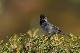 Image result for Sylvia rueppelli