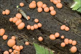 Attēlu rezultāti vaicājumam “Lycogala maculatum sessile”
