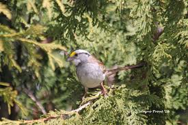 Image result for Zonotrichia albicollis