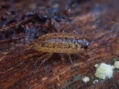 Attēlu rezultāti vaicājumam “Ligidium hypnorum”