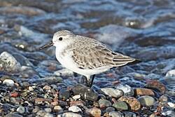 Attēlu rezultāti vaicājumam “Calidris alba”