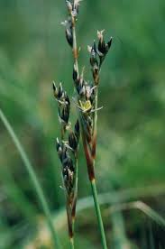 Attēlu rezultāti vaicājumam “Juncus squarrosus”