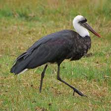 Attēlu rezultāti vaicājumam “Ciconiiformes”