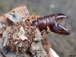 Attēlu rezultāti vaicājumam “Lamellocossus terebra”