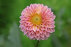Image result for Dahlia hybrid.