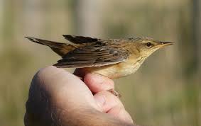 Image result for Locustella certhiola