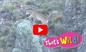 Image result for Craigavon Cougars