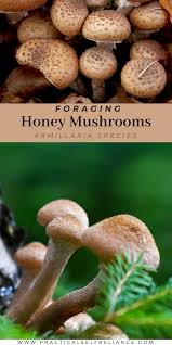 Attēlu rezultāti vaicājumam “Armillaria sp.”