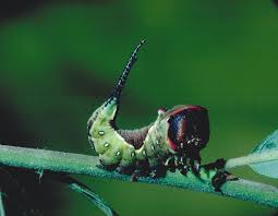 Attēlu rezultāti vaicājumam “Cerura vinula larva”