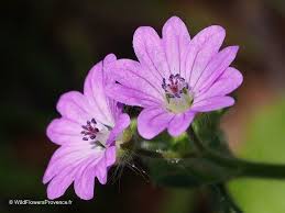 Attēlu rezultāti vaicājumam “Geranium molle”