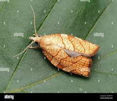 Attēlu rezultāti vaicājumam “Pandemis”