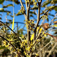 Attēlu rezultāti vaicājumam “Hamamelis virginiana”