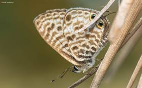 Attēlu rezultāti vaicājumam “Lycogala alisaulianovae macro”