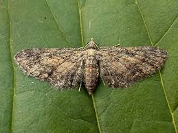 Attēlu rezultāti vaicājumam “Eupithecia tenuiata”