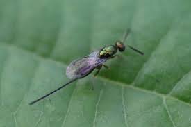 Attēlu rezultāti vaicājumam “Torymidae”