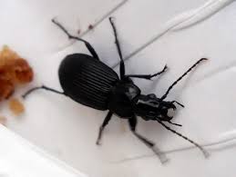 Attēlu rezultāti vaicājumam “Pterostichus oblongopunctatus”