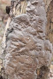 Attēlu rezultāti vaicājumam “Phellinus laevigatus”