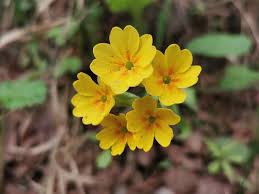Attēlu rezultāti vaicājumam “Primula veris”