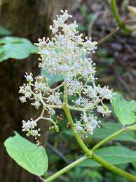 Attēlu rezultāti vaicājumam “Sambucus racemosa flower”