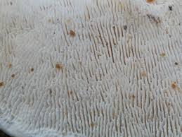 Attēlu rezultāti vaicājumam “Trametes gibbosa”