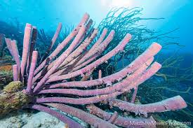 Attēlu rezultāti vaicājumam “Tubifera applanata”