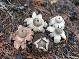 Attēlu rezultāti vaicājumam “Geastrum rufescens”