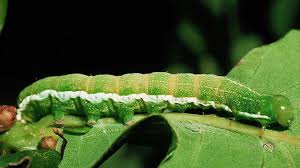 Attēlu rezultāti vaicājumam “Orthosia larvae”