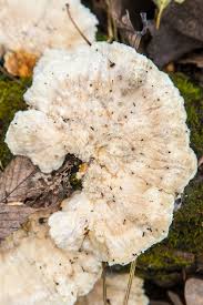 Attēlu rezultāti vaicājumam “Trametes”