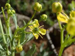 Image result for Ruta graveolens