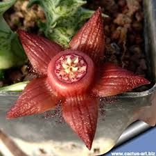 Attēlu rezultāti vaicājumam “Laurilia sulcata”