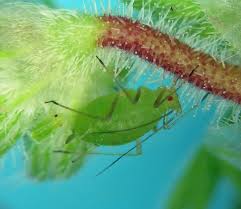 Attēlu rezultāti vaicājumam “Acyrthosiphon”