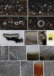 Attēlu rezultāti vaicājumam “Mollisia uda”